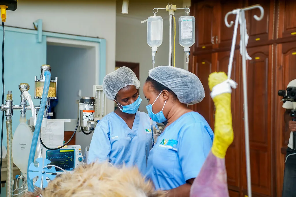 Anaesthesia monitoring at NVVH