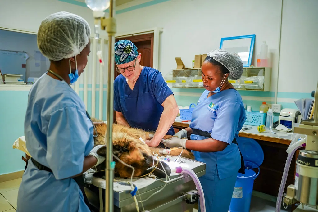 Veterinary surgery team at NVVH