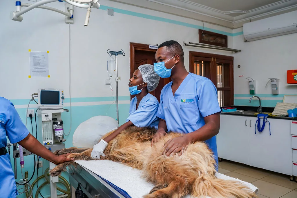 NVVH team caring for a patient