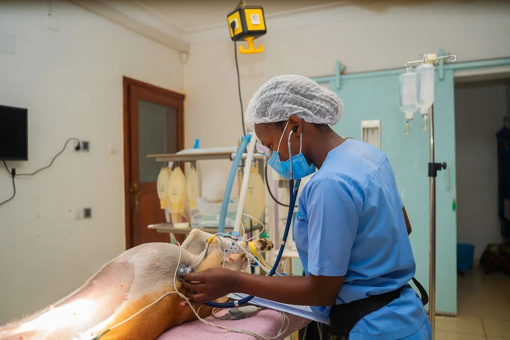 Anaesthesia and patient monitoring at NVVH