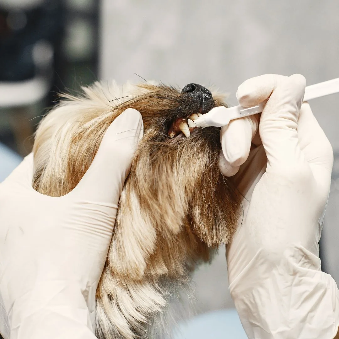 Veterinary dentistry at NVVH