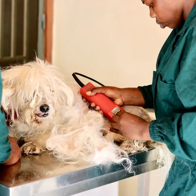 Pet grooming service at NVVH