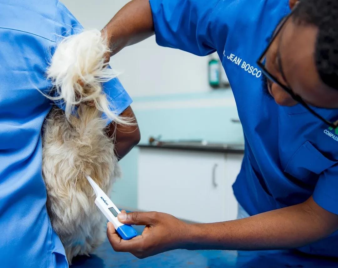 Care, Compassion and Expertise for Every Pet