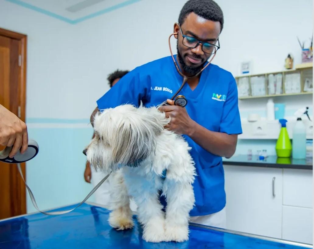 Veterinary care at New Vision Veterinary Hospital