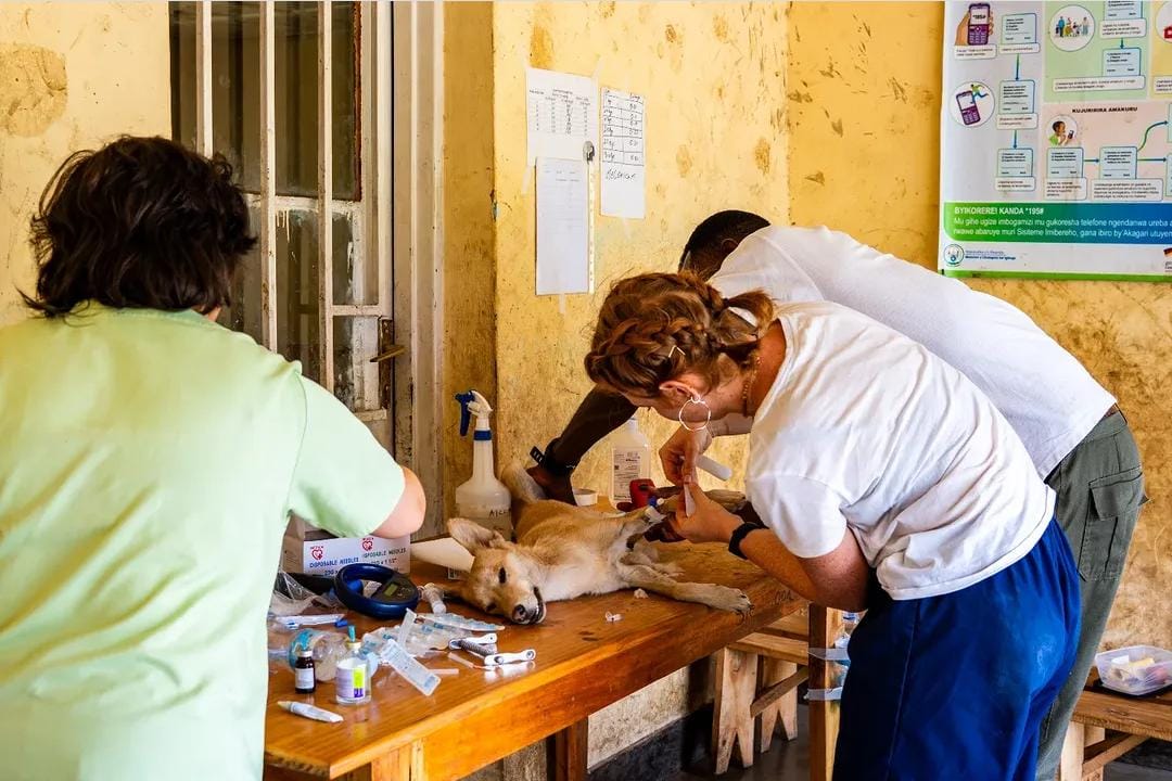 NVVH community veterinary campaign in Musanze