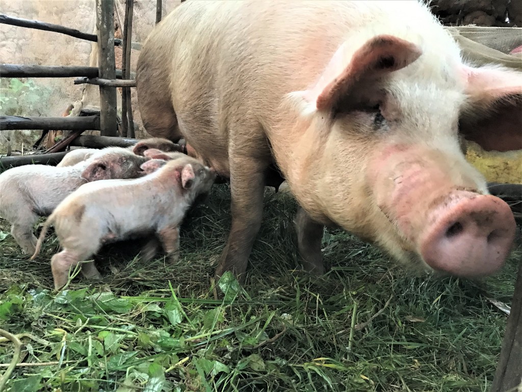 Livestock care at NVVH Musanze