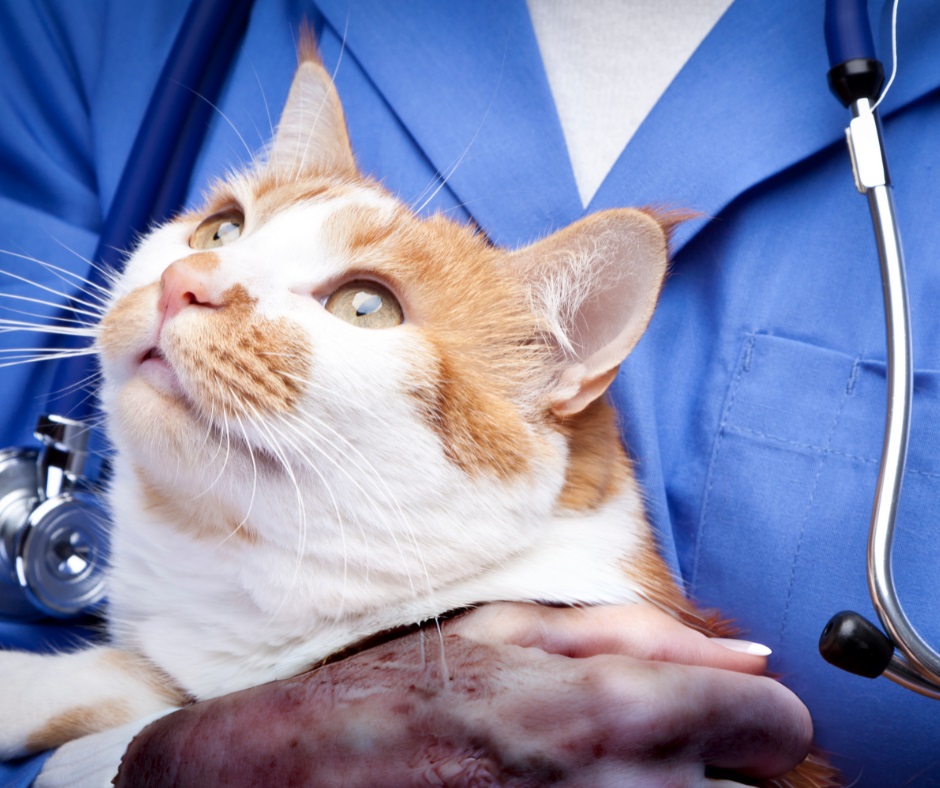 Small animal department at NVVH Musanze