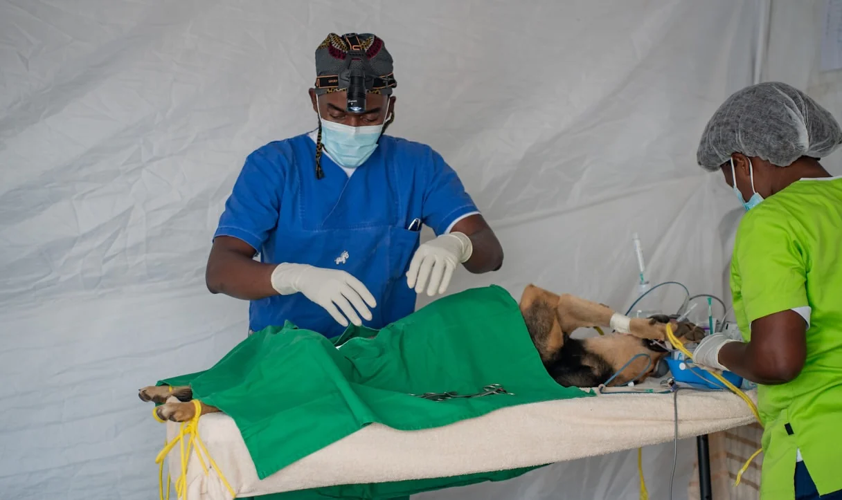 Veterinary team carrying out practical field clinical work