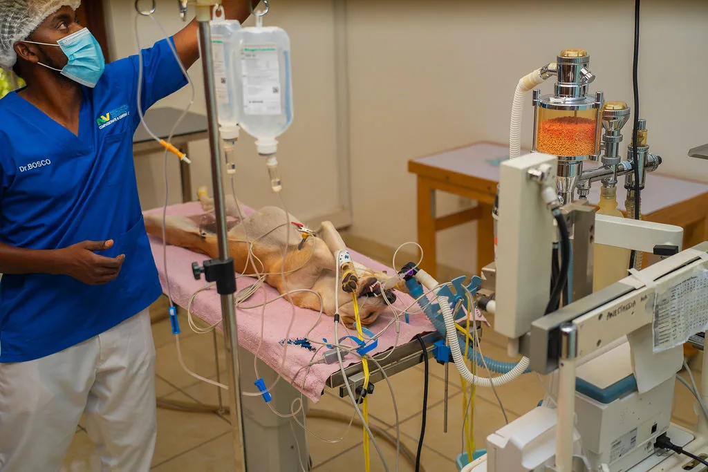 Patient anaesthesia support at NVVH