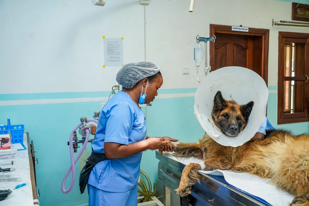 Veterinary professionals at New Vision Veterinary Hospital