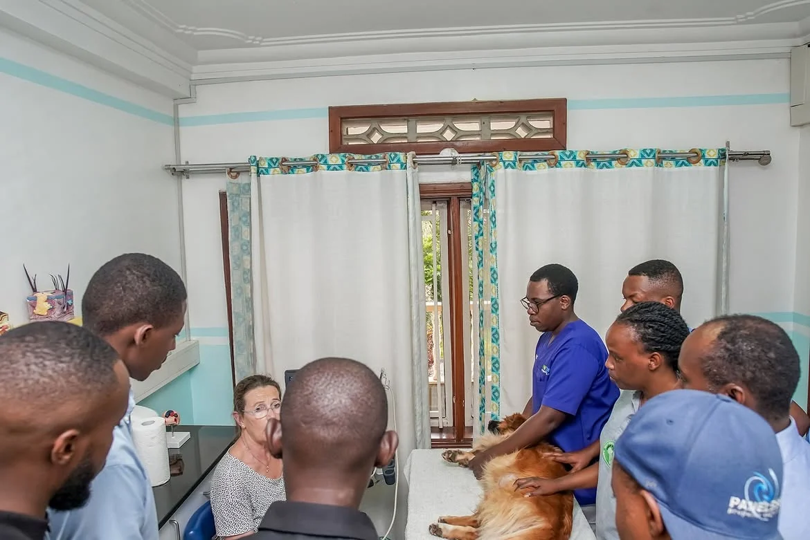 Veterinary team taking part in hands-on clinical training
