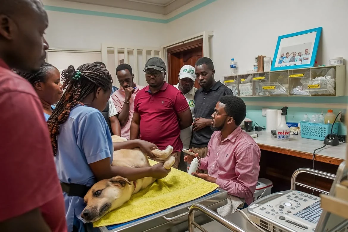 Practical veterinary procedure demonstration at NVVH