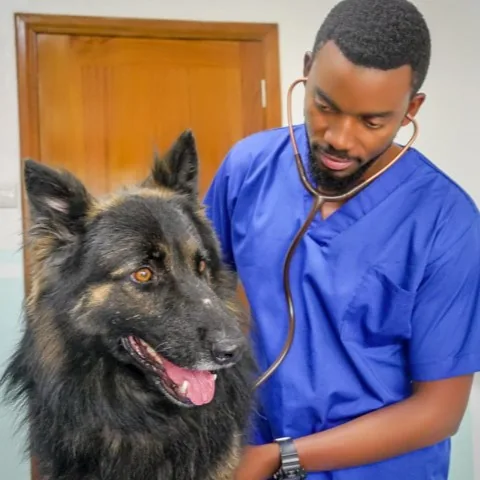 Veterinary consultation at NVVH