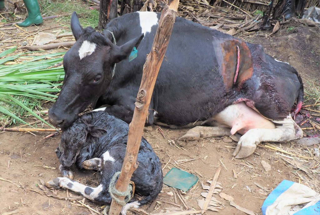 Cow-and-calf-after-a-caesarean-section